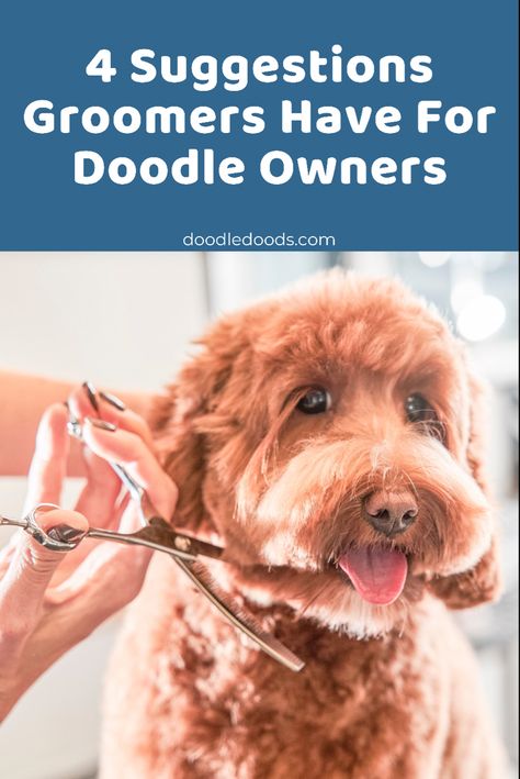 How To Talk To A Doodle Groomer Golden Doodle Puppy Haircut Teddy Bears, Bordoodle Haircut, Aussiedoodle Teddy Bear Haircut, Miniature Golden Doodle Haircut, Newfypoo Haircut, Bordoodle Grooming, Golden Doodle Cuts, Golden Doodle Teddy Bear Cut, Golden Doodle Haircut Styles Teddy Bear