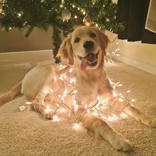 This golden retriever wrapped in festive lights. | The Most Perfect And Pure Dogs I've Seen On Instagram In 2016 Golden Retriever Mix, Retriever Puppy, Golden Retrievers, Newfoundland, Funny Cartoon, Training Tips, Big Dogs, 귀여운 동물, Rottweiler