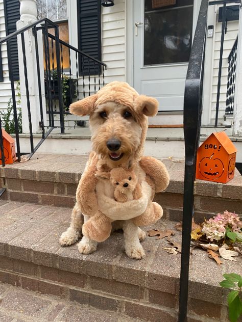 Goldendoodle Costume Ideas, Golden Lab Halloween Costume, Mini Goldendoodle Halloween Costume, Golden Doodle Halloween Costume, Goldendoodle Halloween Costume, Labradoodle Halloween Costumes, Goldendoodle Halloween, Mini Goldendoodle, Dog Puppy