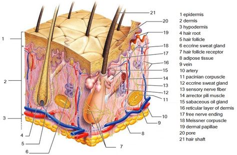 Study guide for esthetics. Punkty Spustowe, Skin Anatomy, Sensory Nerves, Integumentary System, Nursing School Studying, Skin Structure, Sweat Gland, Human Anatomy And Physiology, Medical Anatomy