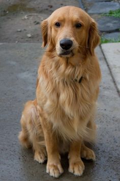 the lip Golden Dogs, Perros Golden Retriever, Golden Retriever Owner, Chien Golden Retriever, Golden Retriever Funny, 골든 리트리버, Dog Brain, Retriever Puppies, Best Dog Breeds