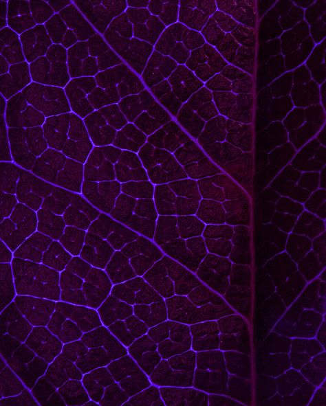 Blacklight Backlit Leaf by My_Minds_Eye, via Flickr Purple Veins, Phone Inspo, Leaf Texture, Mind's Eye, Colour Board, 3d Wallpaper, Shades Of Purple, Dark Purple, Deep Purple