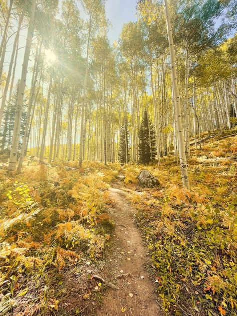 Photographic fall scenes along Kebler Pass. Photo by Jessica Hughes. Aspen Grove, Golden Time, Popular Places, Mountain Pass, Fall Mood, Mountain Scenery, Crested Butte, Scenic Drive, 2024 Vision