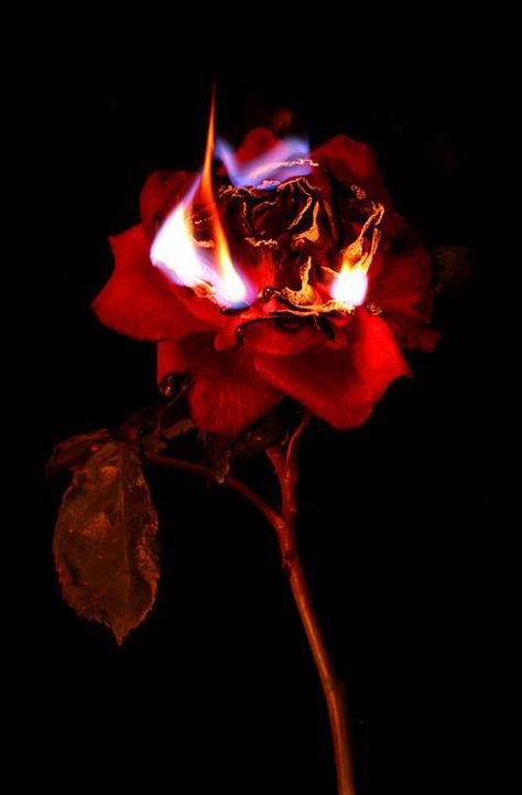 . Poem Asthetic, Fire Roses, Rose Aesthetics, Jse Egos, Roses Perfume, Rose On Fire, Burning Flowers, Burning Rose, Wallpaper Backgrounds Aesthetic