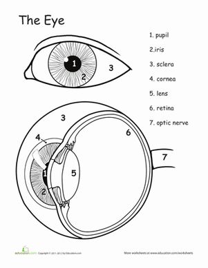 This Awesome Anatomy coloring page is all about the human eye, and makes a handy study tool as well! Eye Diagram, Anatomy Coloring, Eye Anatomy, Human Body Unit, Otto Schmidt, Parts Of The Eye, Human Body Anatomy, Human Body Systems, Human Anatomy And Physiology