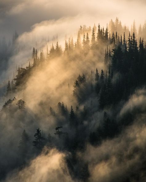 rainier moody forest Morning Fog Aesthetic, Foggy Morning Aesthetic, Low Lying Fog, Morning Forest, Fog Photography, Vintage Nature Photography, Moody Forest, Mt Rainier National Park, Landscape Forest