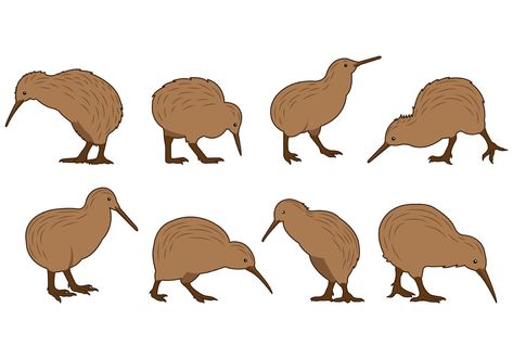 Set Of Kiwi Bird Vectors Kiwi Birds, Maori Symbols, Bird Vector, Bird Template, Bird People, Photo Animaliere, Kiwi Bird, Nz Art, Vector Art Design