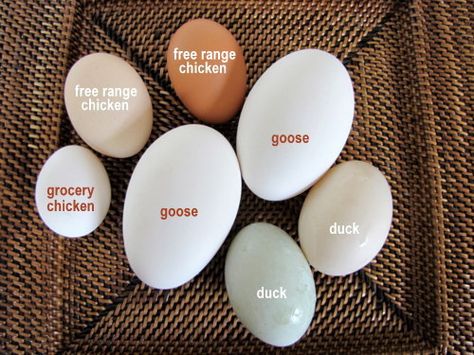 Goose Eggs, Portable Chicken Coop, Diy Classroom Decorations, Duck Eggs, Free Range Chickens, Hobby Farm, Poultry Farm, Awesome Animals, Egg Laying