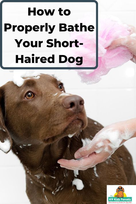 Learn to properly bathe your short-haired dog right in your own home. Dog Shedding Remedies, Short Haired Dog, Dog Grooming Diy, Dog Hair Dryer, Dog Grooming Products, Best Dog Shampoo, Flea Shampoo, Short Haired Dogs, Living With Dogs