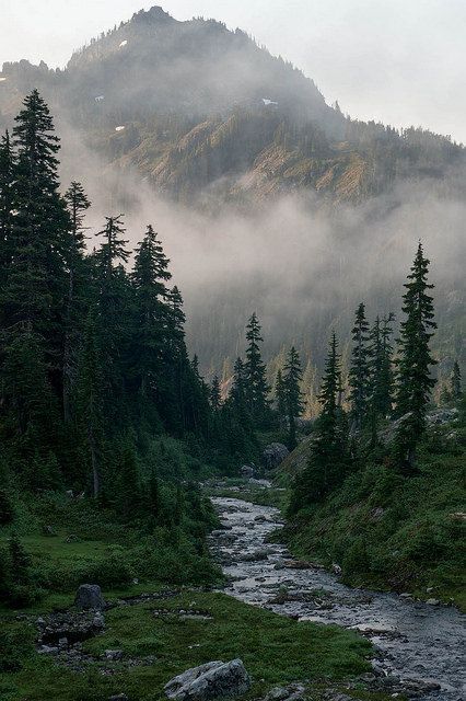 Elk Painting, Draw Nature, Forest Paintings, Inspiration Collage, Dark Forest Aesthetic, Glacier Lake, Pictures Of Animals, Misty Morning, Wild Beauty