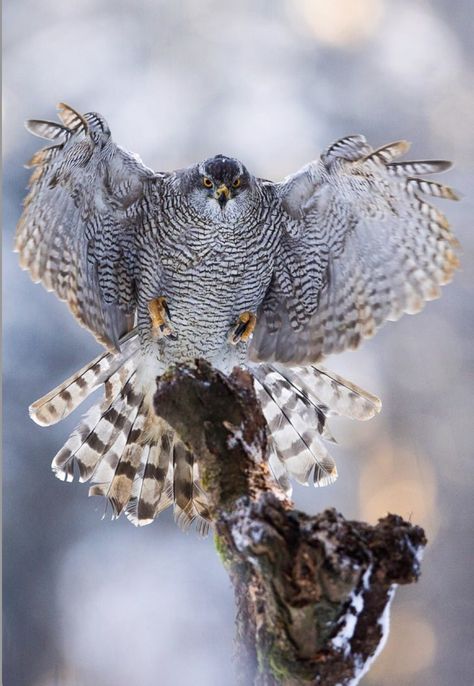 Northern Goshawk (Accipiter gentilis) landing. A widespread species, it inhabits many of the temperate regions of the Northern Hemisphere. (by Pavel Blažek on 500px) Northern Goshawk, Aigle Royal, Winged Creatures, Nocturnal Birds, Peregrine Falcon, Metal Birds, Animal Facts, Kites, Amazing Animals