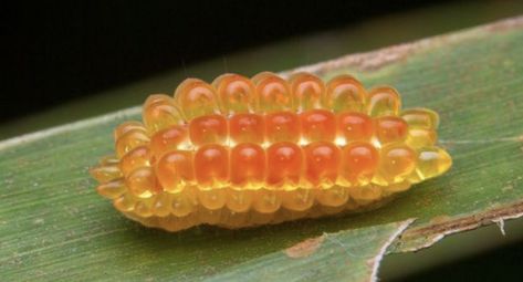 Yellow Beetle, Interesting Bugs, Cute Bugs, Yellow Bug Aesthetic, Potato Bugs, Ground Beetle, Yellow Slug Bug Aesthetic, Gummy Worms, Cool Bugs