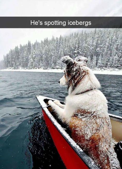 19 Snapchats Of Dogs That Have Us Howling — InspireMore Shepherd Dog Breeds, Dog Camping, Dog Information, Australian Shepherd Dogs, Pretty Dogs, Dog Parents, Popular Dog, Australian Shepherd, Dog Photos