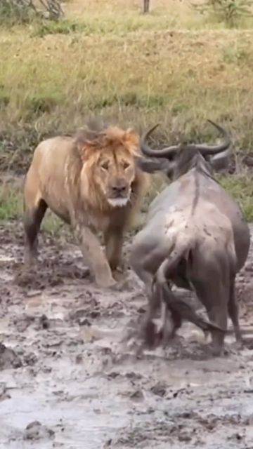 top_tier_wilderness on Instagram: "Wildebeest attempts to take on lion alone! Think he escaped? . . . . . 🎥: DM for credit or removal . . . . . . . . . #animal #animals #animalkingdom #lion #lions #wildlifephotography #wilderness #wildebeest #nature #photography #videography #foodchain #lionsofinstagram #wildebeesthunting #buffalo #outdoors #inthewild" Wild Animals Attack, Lion Kingdom, Lion Hunting, Wild Animals Videos, Big Cats Photography, Exotic Mammals, Animal Action, Eat Sleep Repeat, Animal Attack