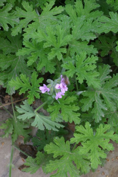 Pelargonium graveolens plant - growing in plant in your graden http://www.growplants.org/growing/pelargonium-graveolens Reduce Water Retention, Water Retention Remedies, Feeling Bloated, Pelargonium Graveolens, Geranium Oil, Plant Growing, Water Retention, Rose Geranium, Love Natural