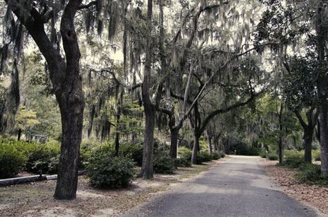 Lowcountry South - so beautiful Bonaventure Cemetery, Country Roads Take Me Home, Deep South, Low Country, Down South, Southern Belle, Take Me Home, Southern Charm, Country Road