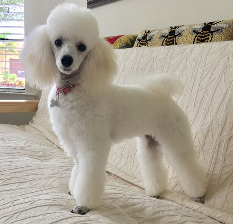 Miniature Poodle Mini Poodles White, Toy Poodle Shaved Face, White Miniature Poodle, Corte French Poodle, Miniature Poodle Haircut Styles, Toy Poodle Haircut Styles, Miniature Poodle Haircuts, Poodles Miniature, Toy Poodle Haircut