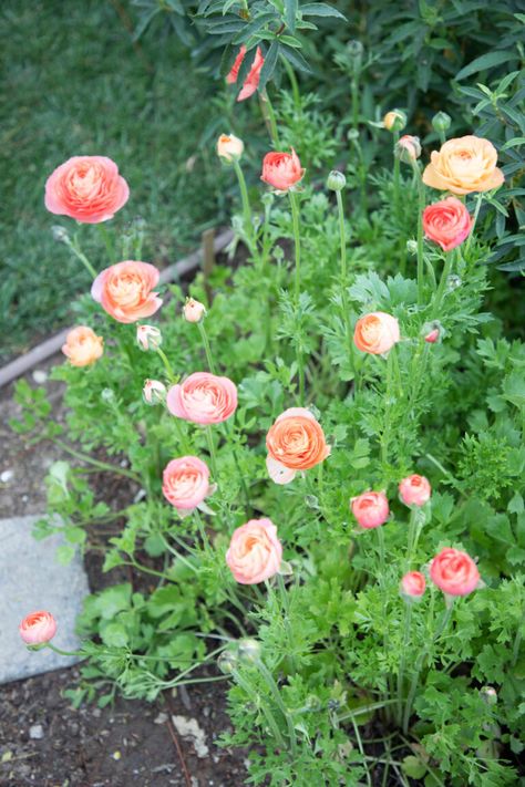 Zone 9 Plants California, What To Plant In October In Zone 8, What Can I Plant In October Zone 7, Southern California Flower Garden, Winter Garde, Southern California Native Plants, When To Plant Bulbs, Zone 9 Gardening, California Flowers