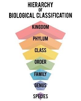 Engage students in STEM (science, technology, engineering, and math) as they learn about a tree’s lifecycle. Biological Classification, Taxonomic Classification, Biology Class 11, Carl Linnaeus, Plant Classification, Plant Physiology, Eukaryotic Cell, Plants Unit, Living Organisms