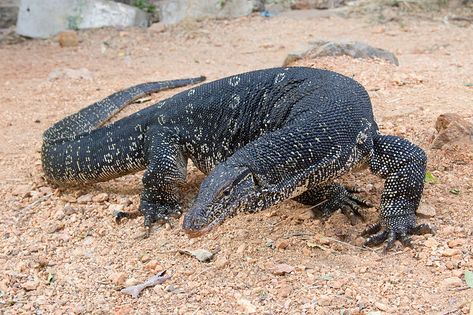 Asian Water Monitor, Madagascar Animals, Lizard Habitat, Lizard Species, Large Lizards, Water Monitor, Reptile Room, Monitor Lizard, Scary Animals