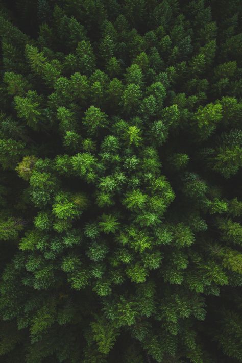 My Modern House Forest From Above, Plants Are Friends, Go Green, Nature Inspiration, Modern House, Herbs, Trees, Forest, Log In