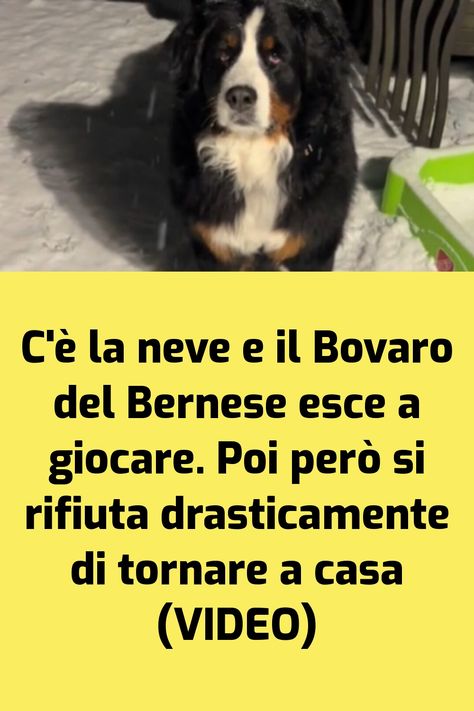 I cani, come ci ricorda la storia di Ivy, sono cani, e il suo spirito esilarante e testardo è venuto alla ribalta in un recente… L'articolo C’è la neve e il Bovaro del Bernese esce a giocare. Poi però si rifiuta drasticamente di tornare a casa (VIDEO) proviene da il mio cane è Leggenda . Ivy