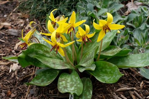 Trout Lily Fishing Lilly Plants, Animal Encyclopedia, Nature Facts, Trout Lily, Spring Embroidery, Wild Foraging, Shade Loving Perennials, Cactus Planta, Woodland Flowers