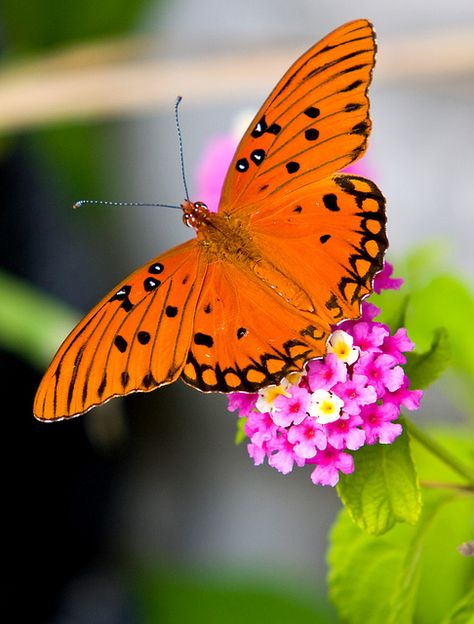 Gulf Fritillary butterfly - The larva feeds exclusively on species of passionflower, such as maypop (Passiflora incarnata), yellow passionflower (P. lutea), and running pop (P. foetida) http://en.wikipedia.org/wiki/Gulf_fritillary Butterfly Reference, Passiflora Incarnata, Butterfly Games, Fritillary Butterfly, Butterfly Hat, Types Of Butterflies, Beautiful Butterfly Photography, Moth Caterpillar, Float Like A Butterfly