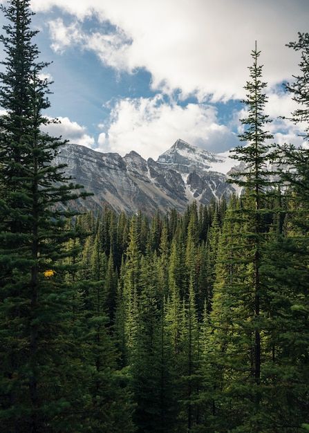 Green pine forest with rockies mountain ... | Premium Photo #Freepik #photo #pine-forest #forest-mountains #tree-landscape #valley Pine Trees And Mountains, Pine Forest Mountain, Pine Forest Landscape, Fantasy Pine Forest, Pine Tree Landscape, Forest Landscape Photography, Pnw Forest, Tree Scenery, Mountain Trees