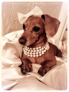 Bows and Pearls...Classy Dachshund! | Dachshund | Pinterest ... Weenie Dogs, Mini Dachshund, Dachshund Lovers, Dachshund Puppies, Dachshund Love, Weiner Dog, Wiener Dog, Dachshund Dog, Wiener