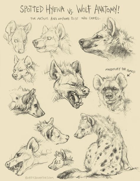 Animal Art Study, Wolf Anatomy, Hyena Art, Animal Sketching, Animal Drawings Sketches, Animal Anatomy, Animal Study, Canine Art, Creature Drawings