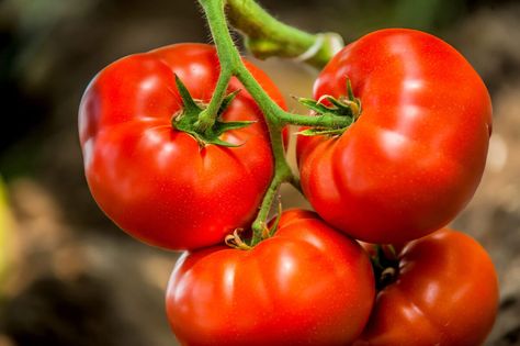 All About the Arkansas Traveler Tomato - Minneopa Orchards San Quintin, Gold Vault, Tomato Varieties, Determinate Tomatoes, Heirloom Tomato Seeds, Harvest Day, Beefsteak Tomato, Small Tomatoes, Heirloom Tomato