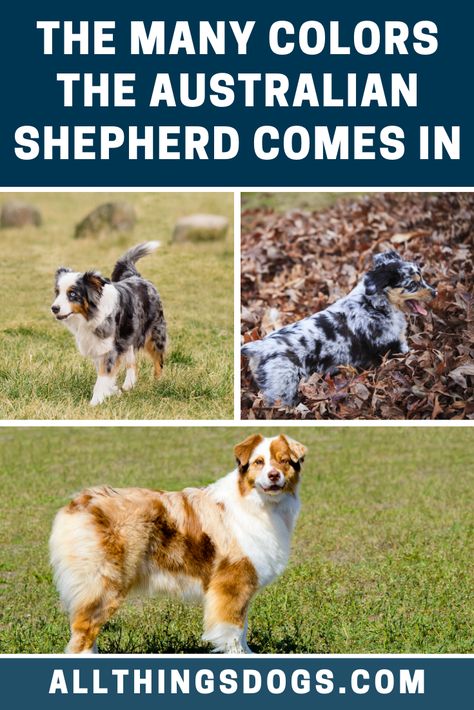 There are many Australian Shepherd colors, as they can be blue merle, black, red merle, or red. All of these coats can be seen with or without white or tan markings and nose color is entirely dependent on coat color. Read on for more details on their coat. Black Merle Australian Shepherd, Aussie Colors, Australian Shepherd Colors, Blue Merle Australian Shepherd, Red Merle Australian Shepherd, Merle Australian Shepherd, Miniature Australian Shepherd, American Shepherd, American Dog