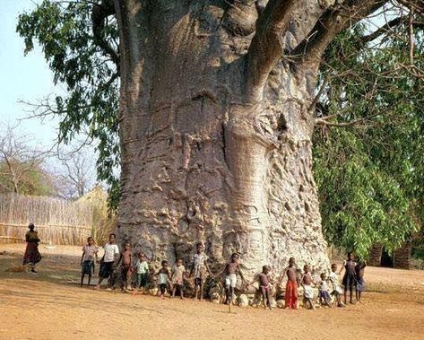 3,000 year old “Tree of Life” located in South Africa. One of the oldest living things on Earth. Weird Trees, Taman Air, Baobab Tree, Matka Natura, Giant Tree, Belle Nature, Old Tree, Old Trees, Ancient Tree