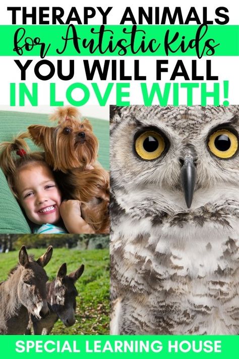 Therapy Farm, Pets For Kids, Animal Assisted Therapy, Dog Therapy, Animal Therapy, Special Needs Parents, Dogs Ideas, Special Needs Resources, House For Kids