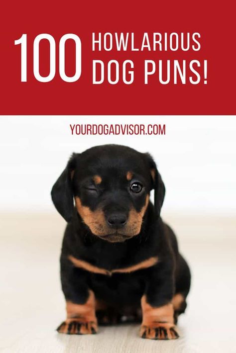 Funny Dog Treat Sayings, Funny Dog Puns, Dog Christmas Puns, Dog Puns Captions, Christmas Dog Quotes, Bad Pun Dog, Pet Puns, Dog Puns, Dog Words