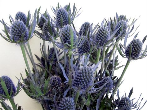 Blue Dynamite. Flowers Arrangements Diy, Wedding Flower Guide, Fresh Wedding Flowers, Mini Calla Lilies, Sea Holly, Diy Arrangements, Thistle Flower, Flowers Arrangements, Flower Arrangements Diy