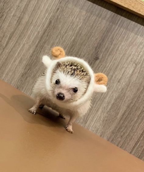 Cute Animal Wallpapers, Aesthetic Pets, Animal Wallpapers, Animal Aesthetic, Wallpapers Cute, Hedgehog Pet, Funny Paintings, Pet Memes, Pet Halloween Costumes