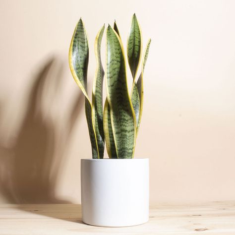 Variegated Snake Plant, Sansevieria Laurentii, White Ceramic Planter, Mid Century Modern Ceramics, Growing Succulents, Fast Growing Plants, White Planters, Mid Century Ceramics, House Plants Decor