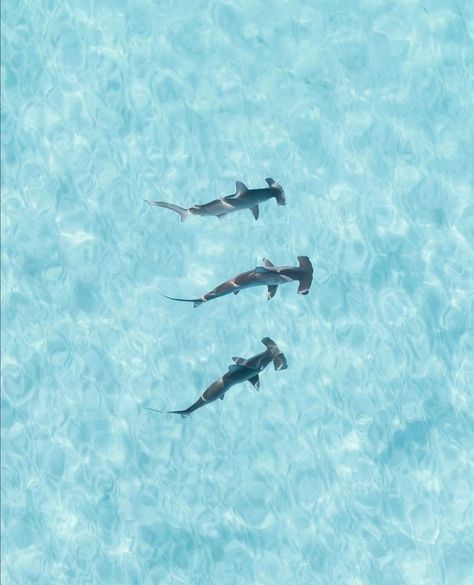 Shark Pictures Aesthetic, Ocean Apple Watch Wallpaper, Shark Apple Watch Wallpaper, Hammerhead Shark Wallpaper Aesthetic, Ocean Aesthetic Whale Shark, Ocean Laptop Background, Shark Macbook Wallpaper, Shark Ipad Wallpaper, Shark Wallpaper Ipad