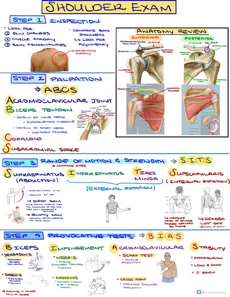 Shoulder Examination Step 1 Inspection Step 2 Palpation ... Exam Template, Physiotherapy Student, Shoulder Anatomy, Physical Therapy School, Physical Therapy Student, Physical Therapist Assistant, Physical Therapy Assistant, Motor Neuron, Basic Anatomy And Physiology