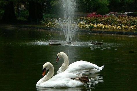 A monument to swans in the park? Maybe! Isa (Ysa) and Bisa (Bysa) Two Swans, Swan Love, Beautiful Swan, Pond Life, Swan Lake, Pretty Birds, Swans, 귀여운 동물, Birdy