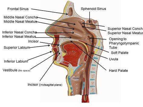 image showing head and neck - VISC3 model - labeled Anatomy Models Labeled, Larynx Model, Anatomy Diagrams, Anatomy Notes, Human Skeleton Anatomy, Basic Anatomy, Medicine Notes, Medicine Studies, Basic Anatomy And Physiology