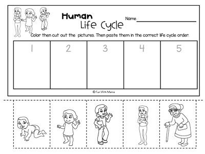 human life cycle worksheet Life Cycle Of A Human Preschool, Life Cycle Worksheet, Human Life Cycle For Kids, Life Cycle Activities, Life Cycles Preschool Activities, Life Cycle, Human Life Cycle, Life Cycles Preschool, Cycle For Kids