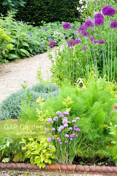 Herb Bed, Allium Schoenoprasum, Planting Plan, Plant Photography, Planting, Garden Plants, Gap, Herbs, Stock Photos