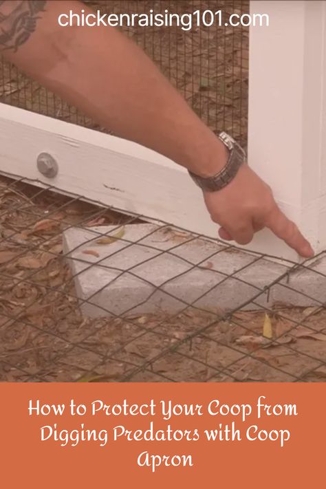 The safety and security of your chickens are paramount for any poultry enthusiast. Predatory animals can pose a significant threat, and some of them are expert diggers, making it essential to fortify your coop against these ground-based intruders. One effective and practical solution to safeguard your feathered friends is using coop aprons.

In this article, we’ll explore the importance of coop aprons and guide you through installing them to ensure your chicken coop remains a haven. Safest Chicken Coop, Securing Chicken Coop, Secure Chicken Coop, Chicken Coop Safety, Hardware Cloth Chicken Coop, Chicken Coop Protection, Predatory Animals, Chicken Coups, Chicken Raising