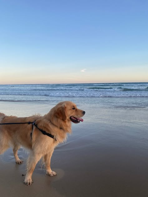 soool cute Dog On The Beach, A Golden Retriever, In The Beach, Really Cute Dogs, Dog Beach, Retriever Puppy, Cute Dogs And Puppies, On Beach, Cute Animal Photos