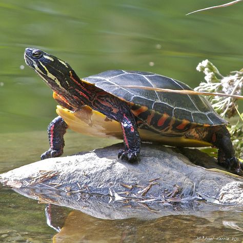 Eastern Painted Turtle. We have lots of these here in Minnesota. Even helped  one across  the  road before ! Eastern Painted Turtle, Painted Turtles, Pond Turtle, Turtle Species, Types Of Turtles, Painted Turtle, Baby Sea Turtles, Turtle Pond, Outdoor Ponds