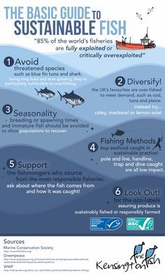 [Infographic] Basic Guide to Sustainable Fishing #grouperfishing #troutfishingtips  [Infographic] Basic Guide to Sustainable Fishing #grouperfishing #troutfishingtips Fly Fishing For Beginners, Sustainable Fishing, Trout Fishing Tips, Survivor Quotes, Fishing For Beginners, Fishing Guide, Deep Sea Fishing, Sustainable Practices, Kite Surfing