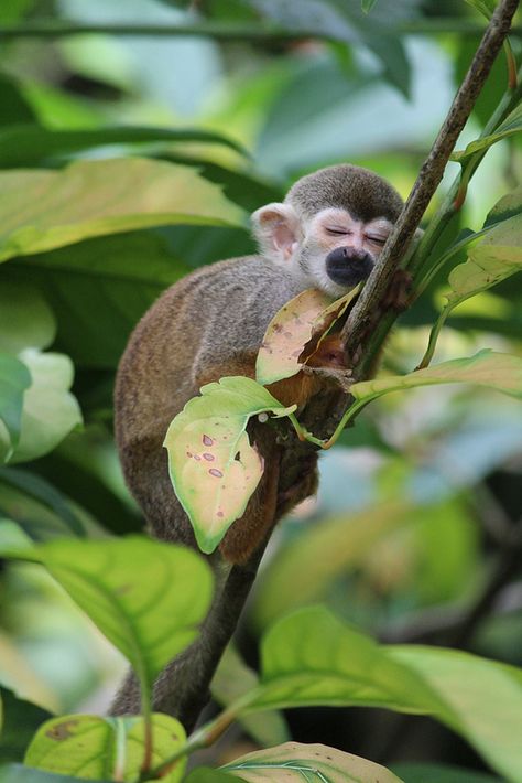 Small Monkey, Squirrel Monkey, Cute Monkey, In The Jungle, African Safari, Primates, Sweet Animals, Animal Planet, Animals Friends